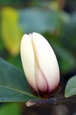 Magnolia Fairy Magnolia Blush ('Micjur01') (PBR) -Garden Plant Store pl2000017453 card6 lg
