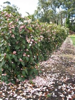 Magnolia Fairy Magnolia Blush ('Micjur01') (PBR) -Garden Plant Store pl2000017453 card9 lg