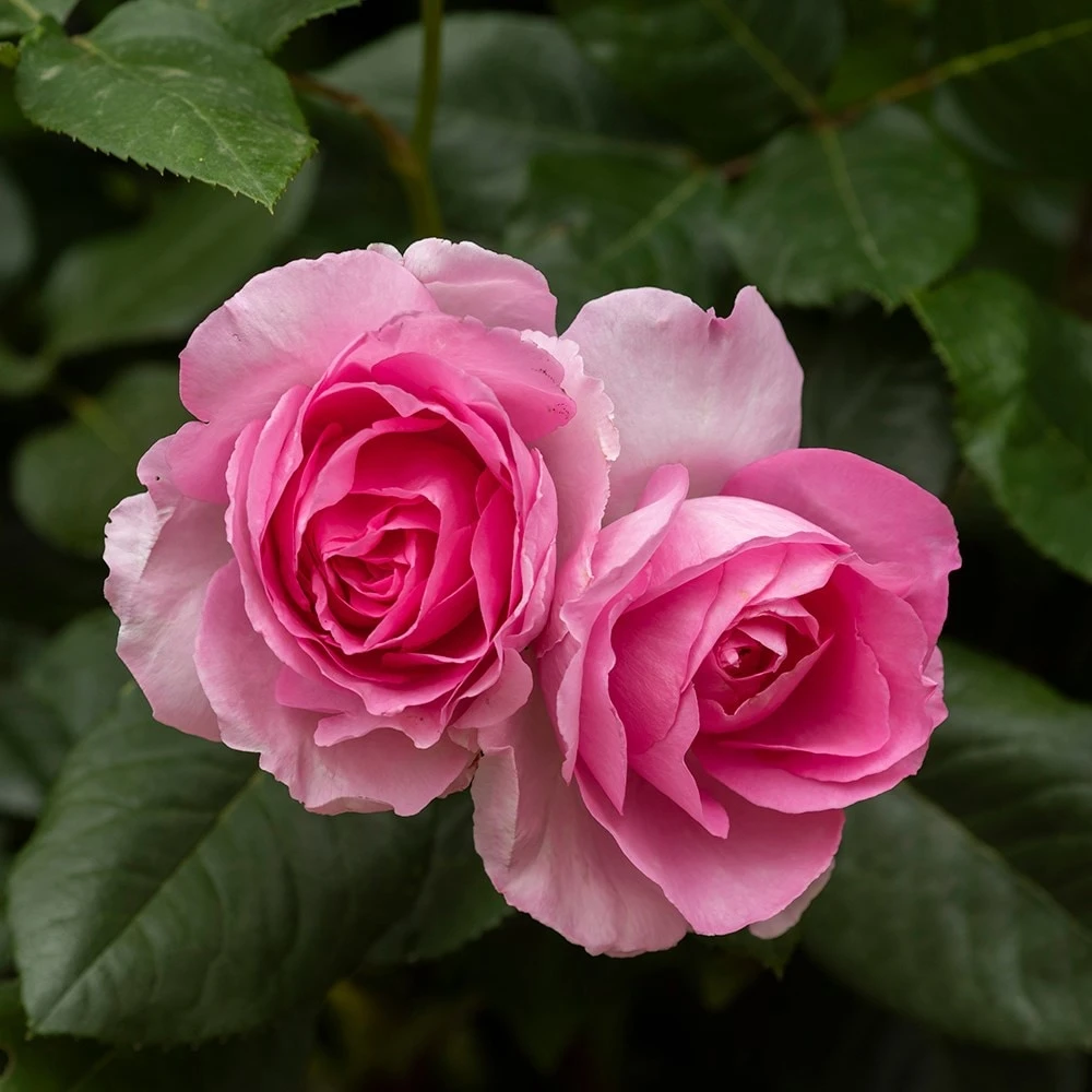 Rosa Mum in a Million (Renaissance Series) ('Poulren013') (PBR) Rosa Mum In A Million (Renaissance Series) ('Poulren013') (PBR) -Garden Plant Store pl2000017678 card2 lg