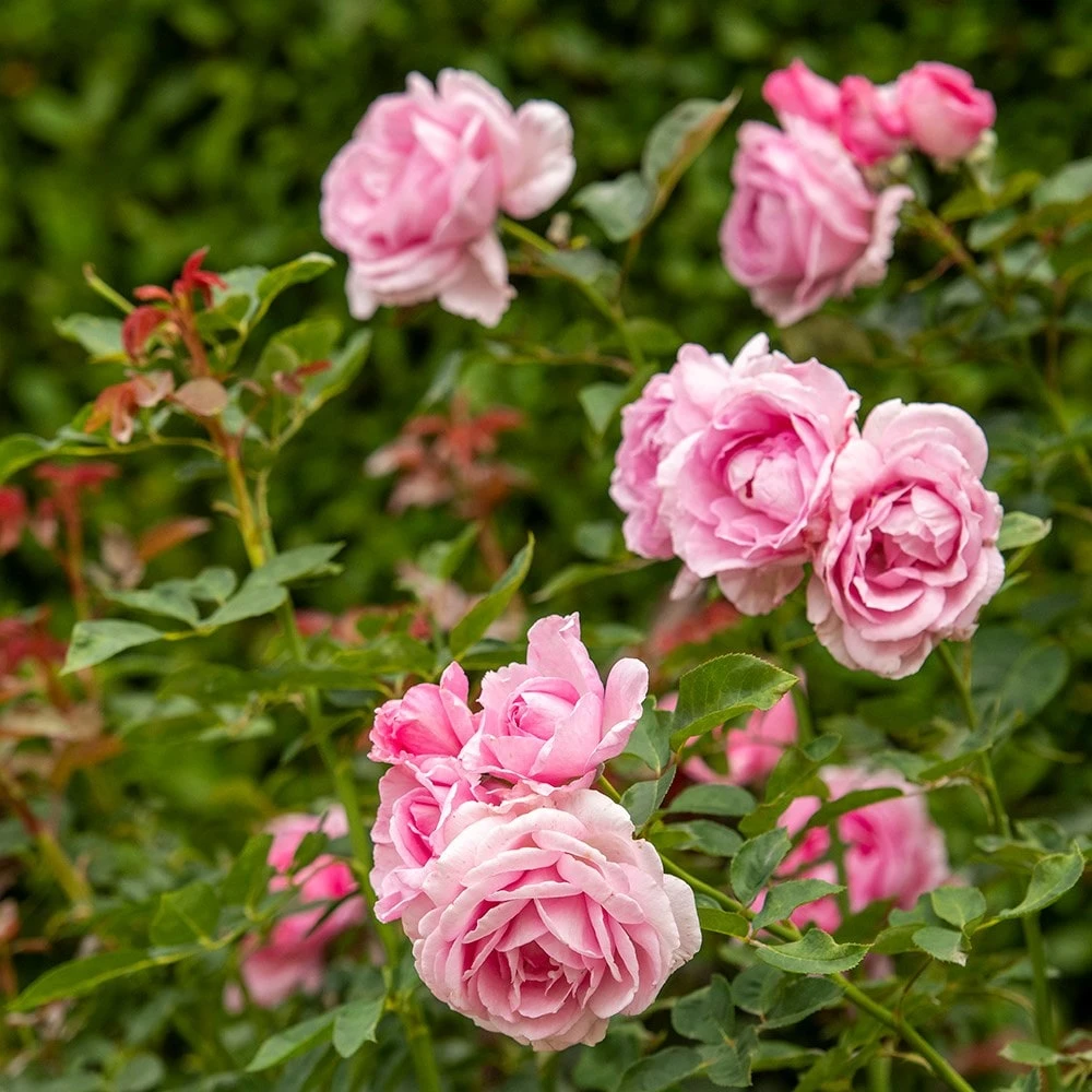 Rosa Mum in a Million (Renaissance Series) ('Poulren013') (PBR) Rosa Mum In A Million (Renaissance Series) ('Poulren013') (PBR) -Garden Plant Store pl2000017678 card4 lg