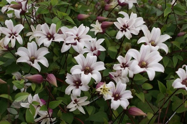 Clematis Princess Kate ('Zoprika') (PBR) Clematis Princess Kate ('Zoprika') (PBR) -Garden Plant Store pl2000017699 card2 lg