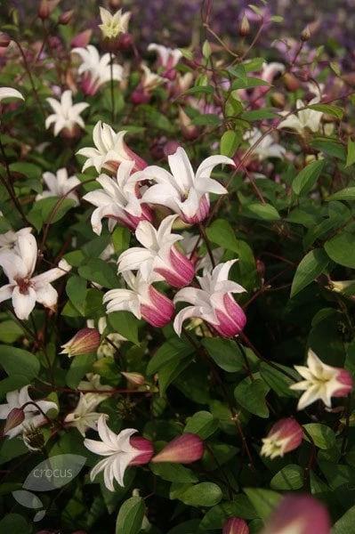Clematis Princess Kate ('Zoprika') (PBR) Clematis Princess Kate ('Zoprika') (PBR) -Garden Plant Store pl2000017699 card3 lg