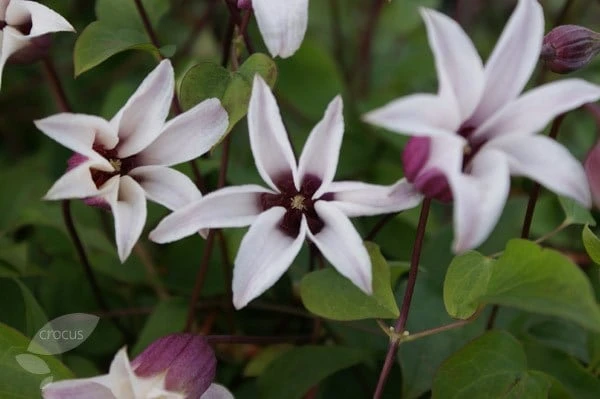 Clematis Princess Kate ('Zoprika') (PBR) Clematis Princess Kate ('Zoprika') (PBR) -Garden Plant Store pl2000017699 card4 lg