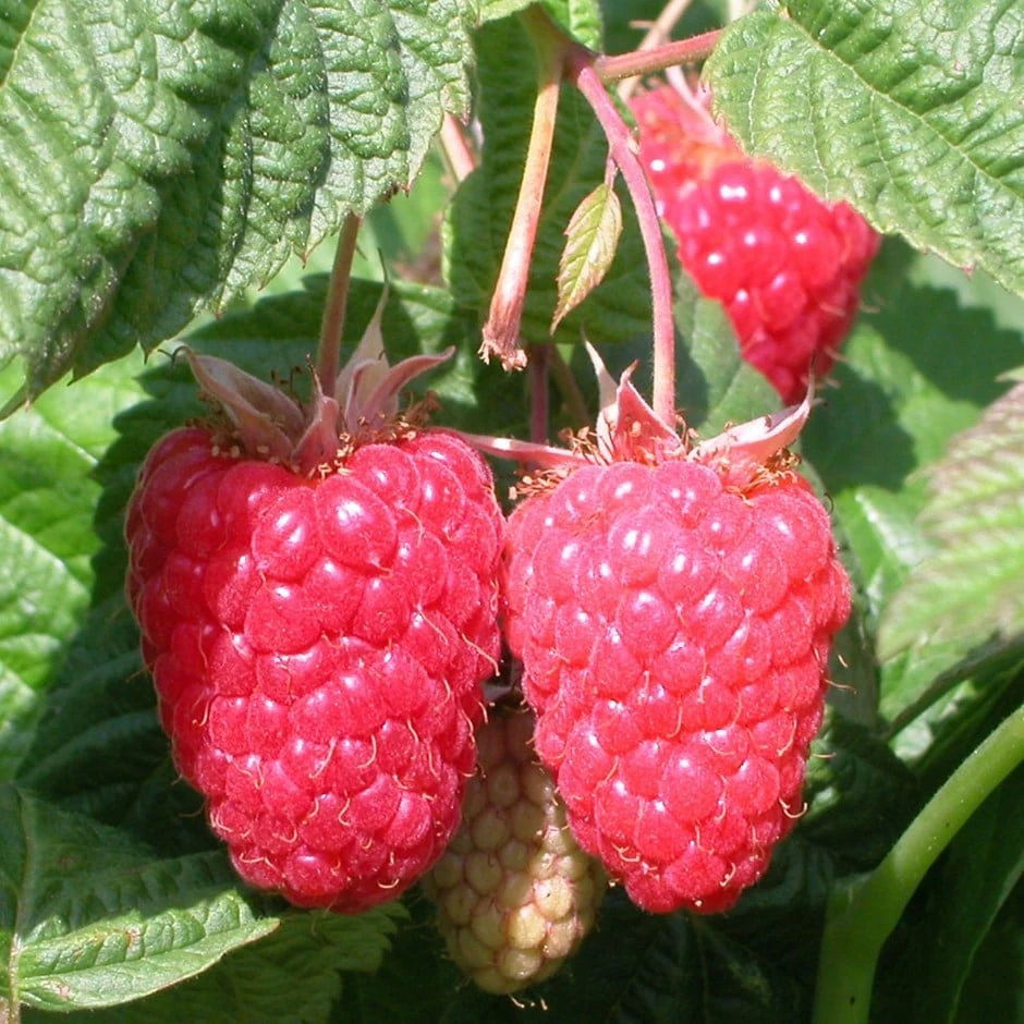 raspberry 'Cascade Delight' Raspberry 'Cascade Delight' -Garden Plant Store pl2000017889