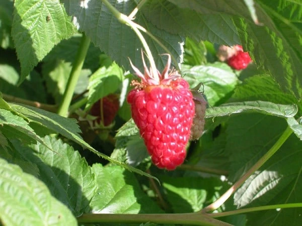 raspberry 'Cascade Delight' Raspberry 'Cascade Delight' -Garden Plant Store pl2000017889 card2 lg