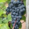 Seedless Grape 'Boskoop Glory' -Garden Plant Store pl2000017957