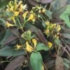 Lonicera Henryi 'Copper Beauty' (PBR) -Garden Plant Store pl2000018038