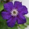 Clematis Happy Birthday ('Zohapbi') (PBR) 1 Clematis Happy Birthday ('Zohapbi') (PBR) -Garden Plant Store pl2000018072