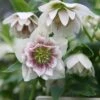 Helleborus × Hybridus Harvington Double White Speckled