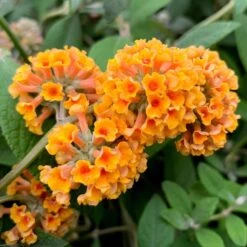 Buddleja × Weyriana 'Sungold'