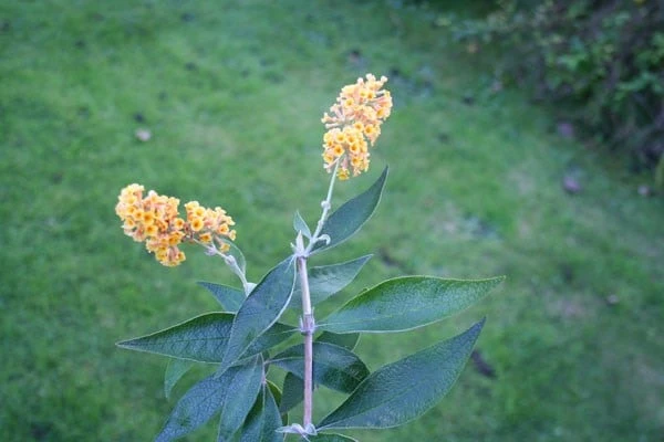 Buddleja × weyriana 'Sungold' Buddleja × Weyriana 'Sungold' -Garden Plant Store pl2000018174 card2 lg