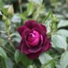 Rosa Burgundy Ice ('Prose') (PBR) 2 Rosa Burgundy Ice ('Prose') (PBR) -Garden Plant Store pl2000018184