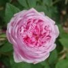 Rosa 'Comte De Chambord' (Madame Boll) -Garden Plant Store pl2000018186