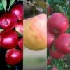 Apple 'Cox Self Fertile' / 'James Grieve' / 'Katy' -Garden Plant Store pl2000018243