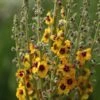 Verbascum (Cotswold Group) 'Cotswold Queen' -Garden Plant Store pl2000019317