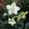 Helleborus Niger 2 Helleborus Niger -Garden Plant Store pl2000019331