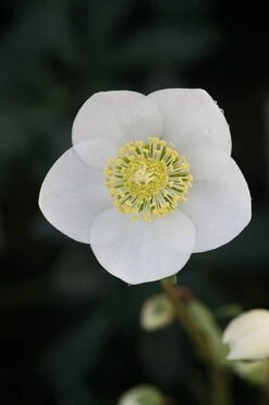 Helleborus Niger -Garden Plant Store pl2000019331 card2 lg