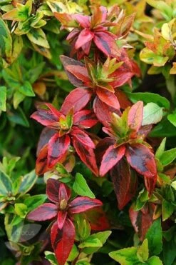 Abelia × Grandiflora 'Kaleidoscope' (PBR) -Garden Plant Store pl2000019572 card4 lg
