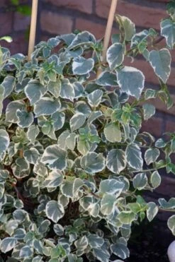 Hydrangea Anomala Subsp. Petiolaris 'Silver Lining' (PBR) 2 Hydrangea Anomala Subsp. Petiolaris 'Silver Lining' (PBR) -Garden Plant Store pl2000019652 card3 lg