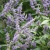 Vitex Agnus-castus Delta Blues ('Piivac-I') 2 Vitex Agnus-castus Delta Blues ('Piivac-I') -Garden Plant Store pl2000019664