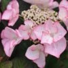 Hydrangea Macrophylla 'Sheila' (Dutch Ladies Series) -Garden Plant Store pl2000019679