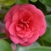 Camellia Japonica 'Lady Campbell' 3 Camellia Japonica 'Lady Campbell' -Garden Plant Store pl2000019756