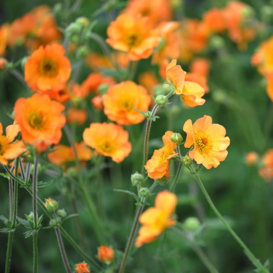 Geum 'Totally Tangerine' (PBR) Geum 'Totally Tangerine' (PBR) -Garden Plant Store pl2000019847