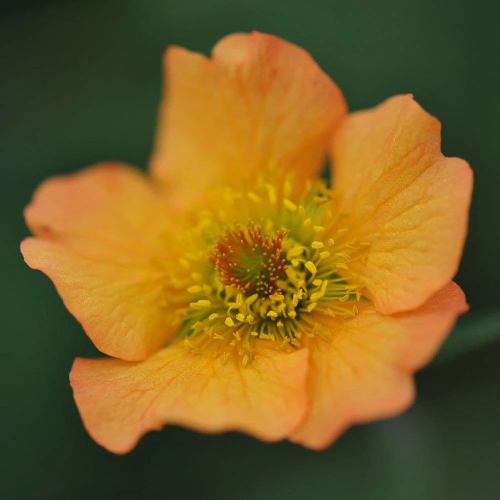 Geum 'Totally Tangerine' (PBR) Geum 'Totally Tangerine' (PBR) -Garden Plant Store pl2000019847 card2 lg