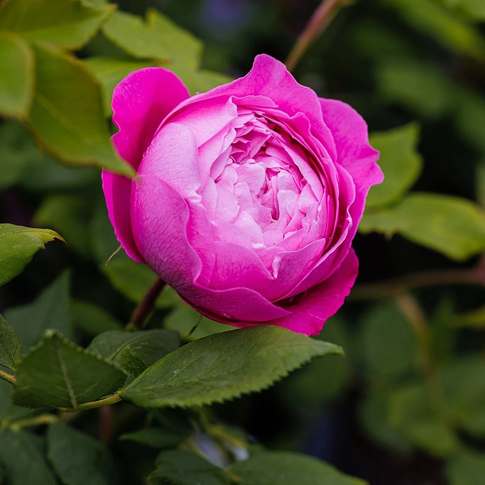 Rosa 'Reine Victoria' Rosa 'Reine Victoria' -Garden Plant Store pl2000020305 card2 lg