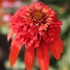 Echinacea 'Hot Papaya' (PBR) (Cone-fections Series)