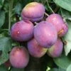 Plum 'Jubilee' -Garden Plant Store pl2000020639