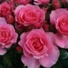 Rosa You're Beautiful ('Fryracy') (PBR) -Garden Plant Store pl2000020640