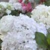 Hydrangea Macrophylla 'Blushing Bride' -Garden Plant Store pl2000020874