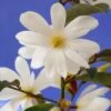 Magnolia Fairy Magnolia White ('Micjur05') (PBR) -Garden Plant Store pl2000020883