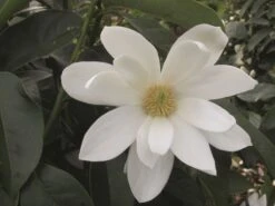 Magnolia Fairy Magnolia White ('Micjur05') (PBR) -Garden Plant Store pl2000020883 card3 lg