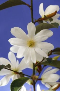 Magnolia Fairy Magnolia White ('Micjur05') (PBR) -Garden Plant Store pl2000020883 card4 lg