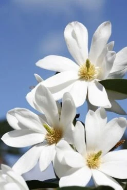 Magnolia Fairy Magnolia White ('Micjur05') (PBR) -Garden Plant Store pl2000020883 card5 lg