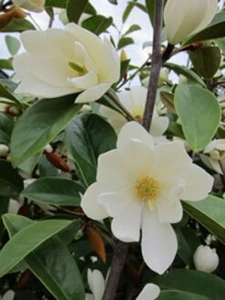 Magnolia Fairy Magnolia White ('Micjur05') (PBR) -Garden Plant Store pl2000020883 card6 lg