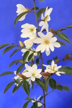 Magnolia Fairy Magnolia White ('Micjur05') (PBR) -Garden Plant Store pl2000020883 card7 lg