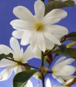 Magnolia Fairy Magnolia White ('Micjur05') (PBR) -Garden Plant Store pl2000020883 card8 lg