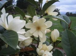 Magnolia Fairy Magnolia Cream ('MicJur02') (PBR) -Garden Plant Store pl2000020884 card5 lg