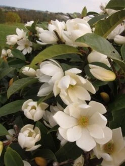 Magnolia Fairy Magnolia Cream ('MicJur02') (PBR) -Garden Plant Store pl2000020884 card7 lg