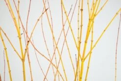 Acer Palmatum 'Bi Hō' -Garden Plant Store pl2000020889 card3 lg