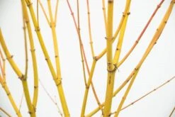 Acer Palmatum 'Bi Hō' -Garden Plant Store pl2000020889 card5 lg