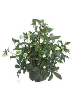 Helleborus × Sahinii 'Winterbells' (PBR) -Garden Plant Store pl2000020890 card4 lg