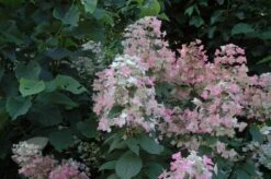 Hydrangea Paniculata 'Wim's Red' (PBR) -Garden Plant Store pl2000020899 card3 lg