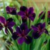 Iris 'Black Gamecock' -Garden Plant Store pl2000020914