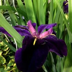 Iris 'Black Gamecock' -Garden Plant Store pl2000020914 card3 lg