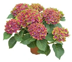 Hydrangea Macrophylla Glam Rock ('Horwack') (PBR) -Garden Plant Store pl2000020917 card4 lg