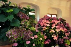 Hydrangea Macrophylla Glam Rock ('Horwack') (PBR) -Garden Plant Store pl2000020917 card5 lg